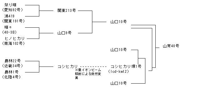 山育48号